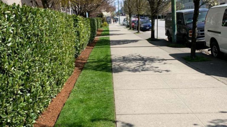 hedge trimming